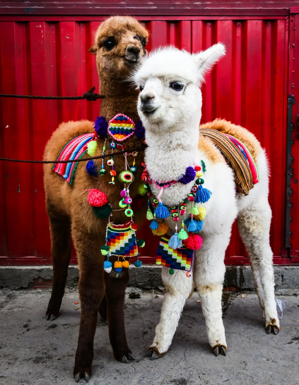 Baby Alpacas | TreXperience