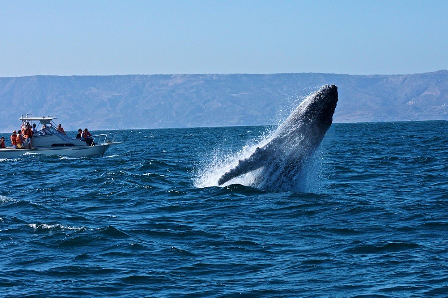 Whale - Tropical Sea of Grau National Reserve Recognized by Prominent U.S. Media