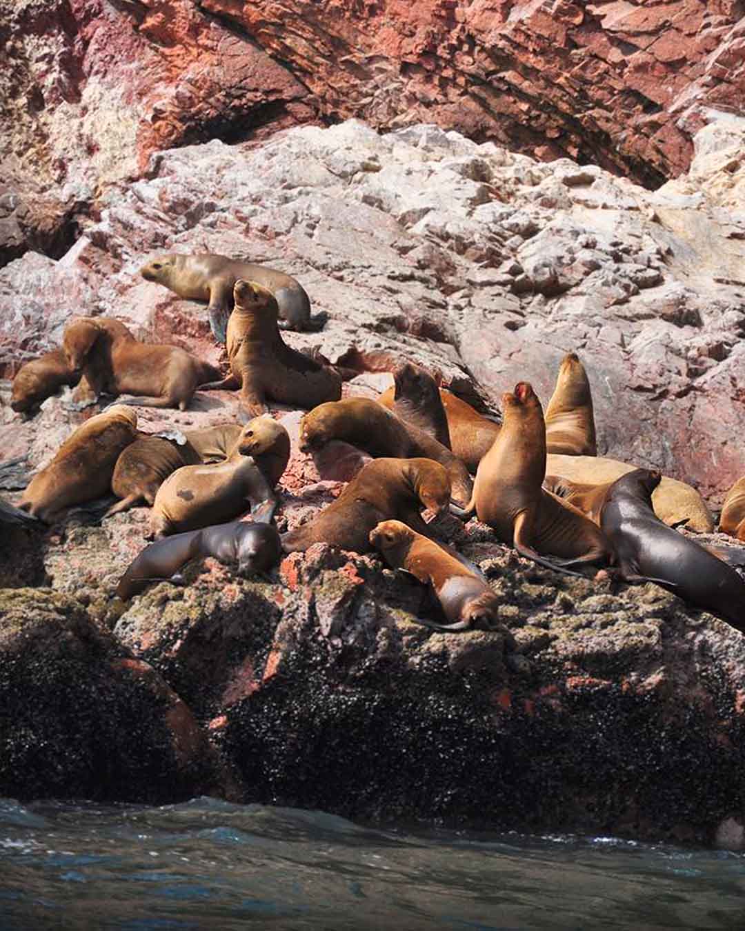 Excursión a las Islas Ballestas lobos marinos | TreXperience