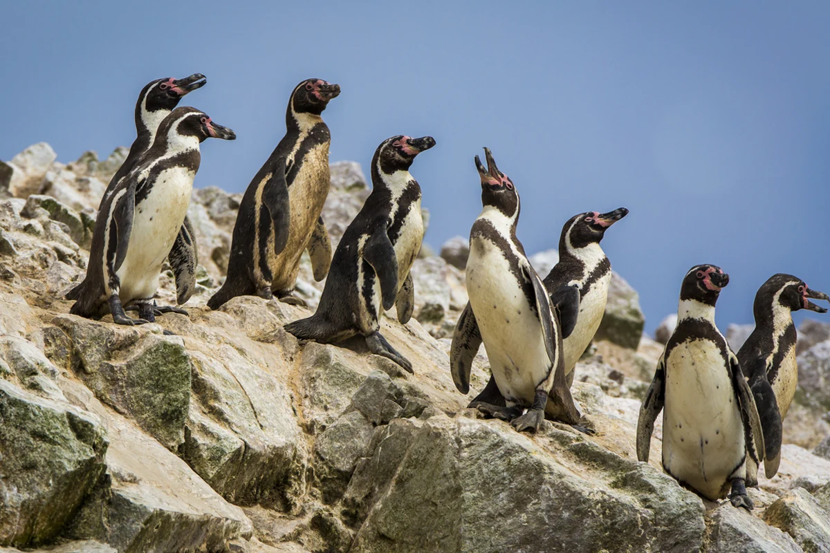 Ballestas Island Penguins on the rocks in Paracas Ballestas island penguins peru | TreXperience
