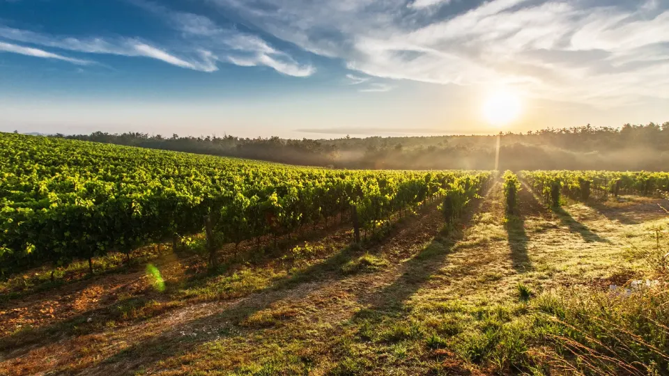 Bodega Biondi en Moquegua | TreXperience 