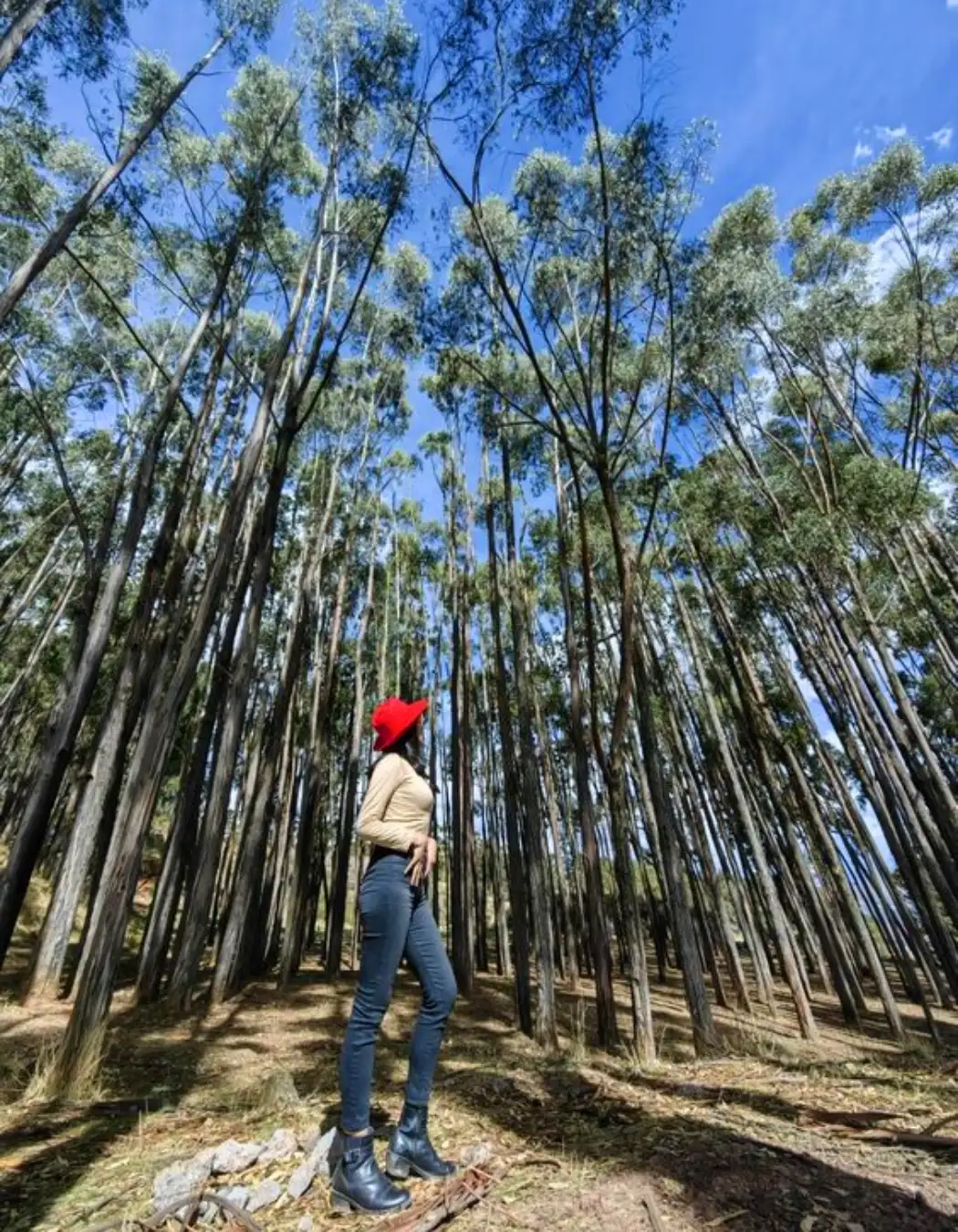 Eucalyptus forest in Cusco | TreXperience