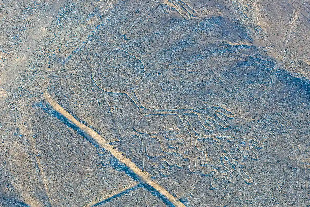 The Cactus - Nazca Lines