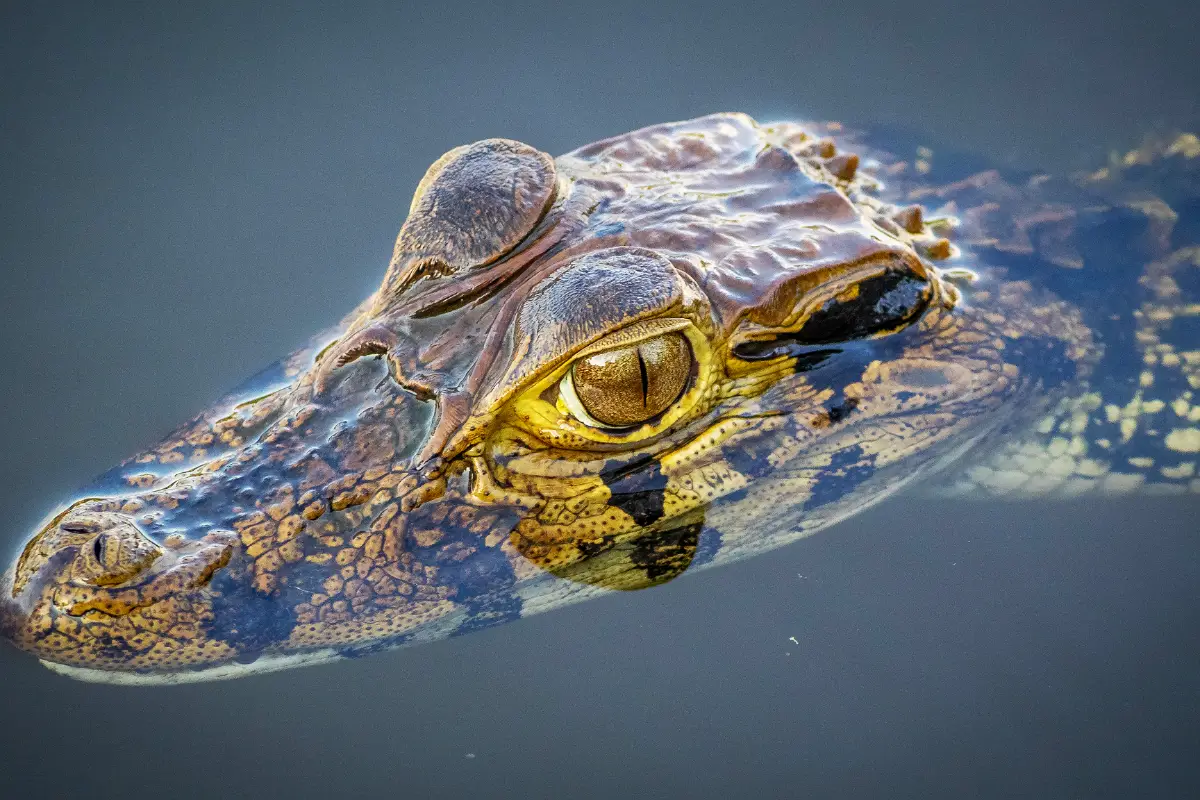 Caiman in the Water in Tambopata | TreXperience Caiman in the Water in Tambopata | TreXperience