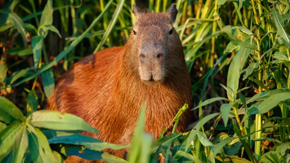 Capibara o Ronsoco | TreXperience