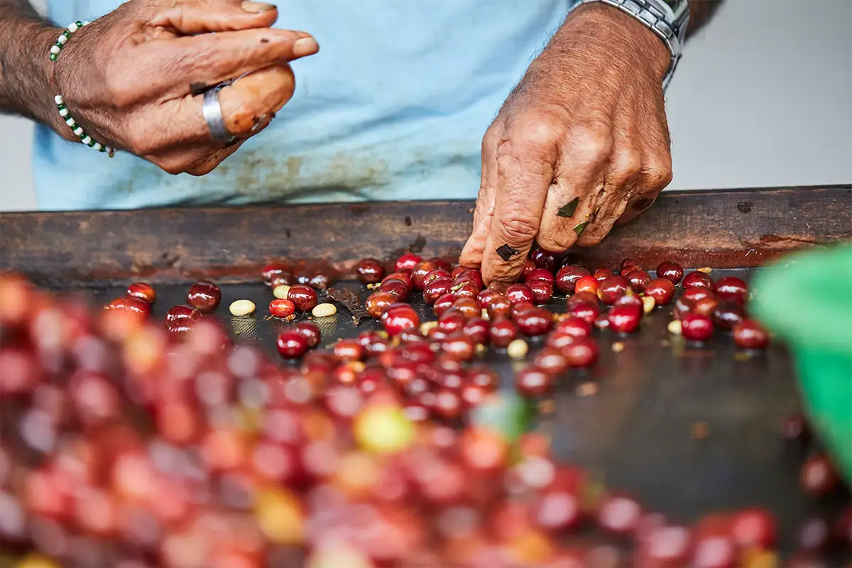 Chanchamayo coffee beans | TreXperience