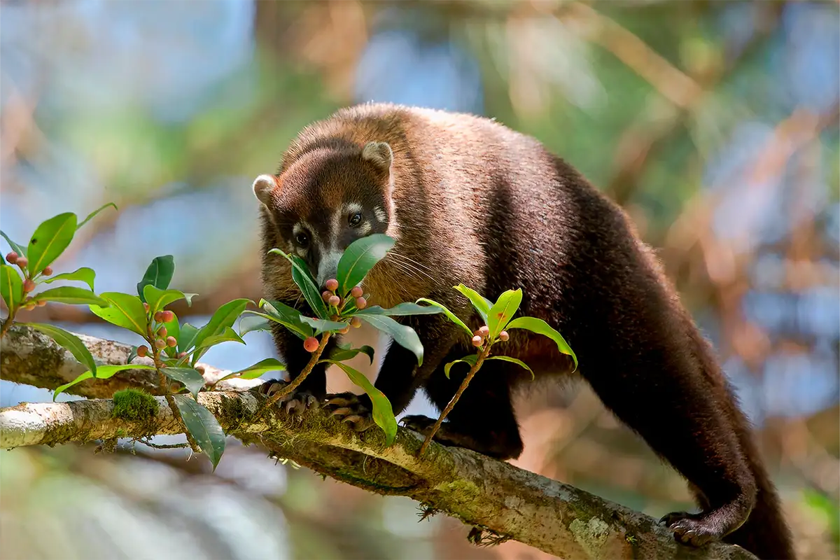 Coati y granos de café peruano | TreXperience 