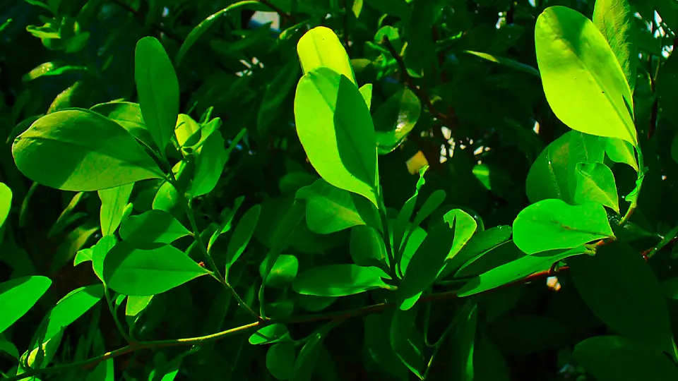 photo of coca plant tea
