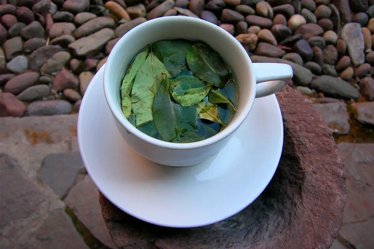 Coca tea during the Inca Trail to Machu Picchu Coca tea during the Inca Trail to Machu Picchu | TreXperience