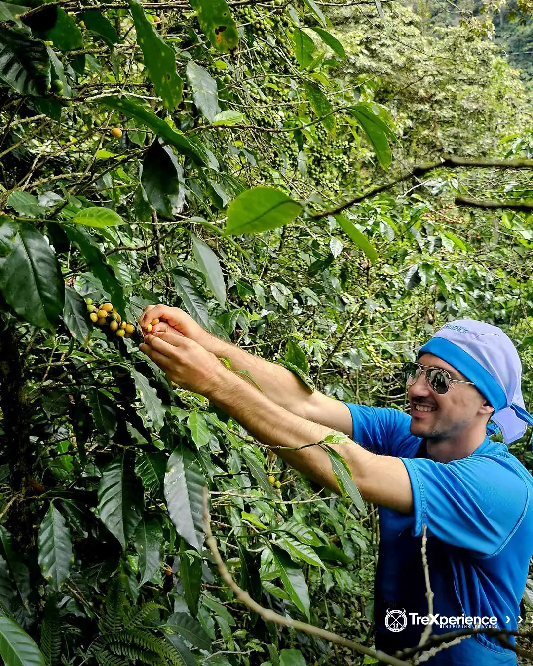 coffee harvesting- Salkantay Trek Guide | TreXperience