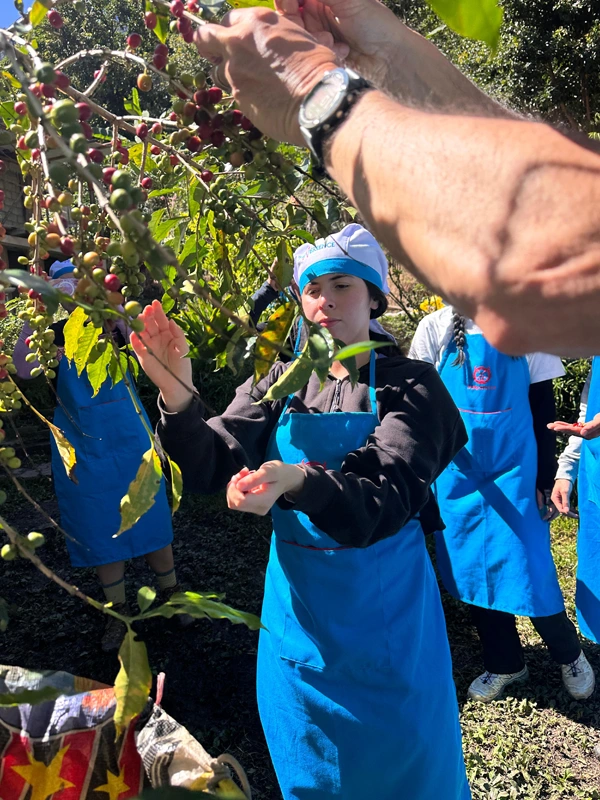 Coffee harvest on the Salkantay Coffee harvest | TreXperience