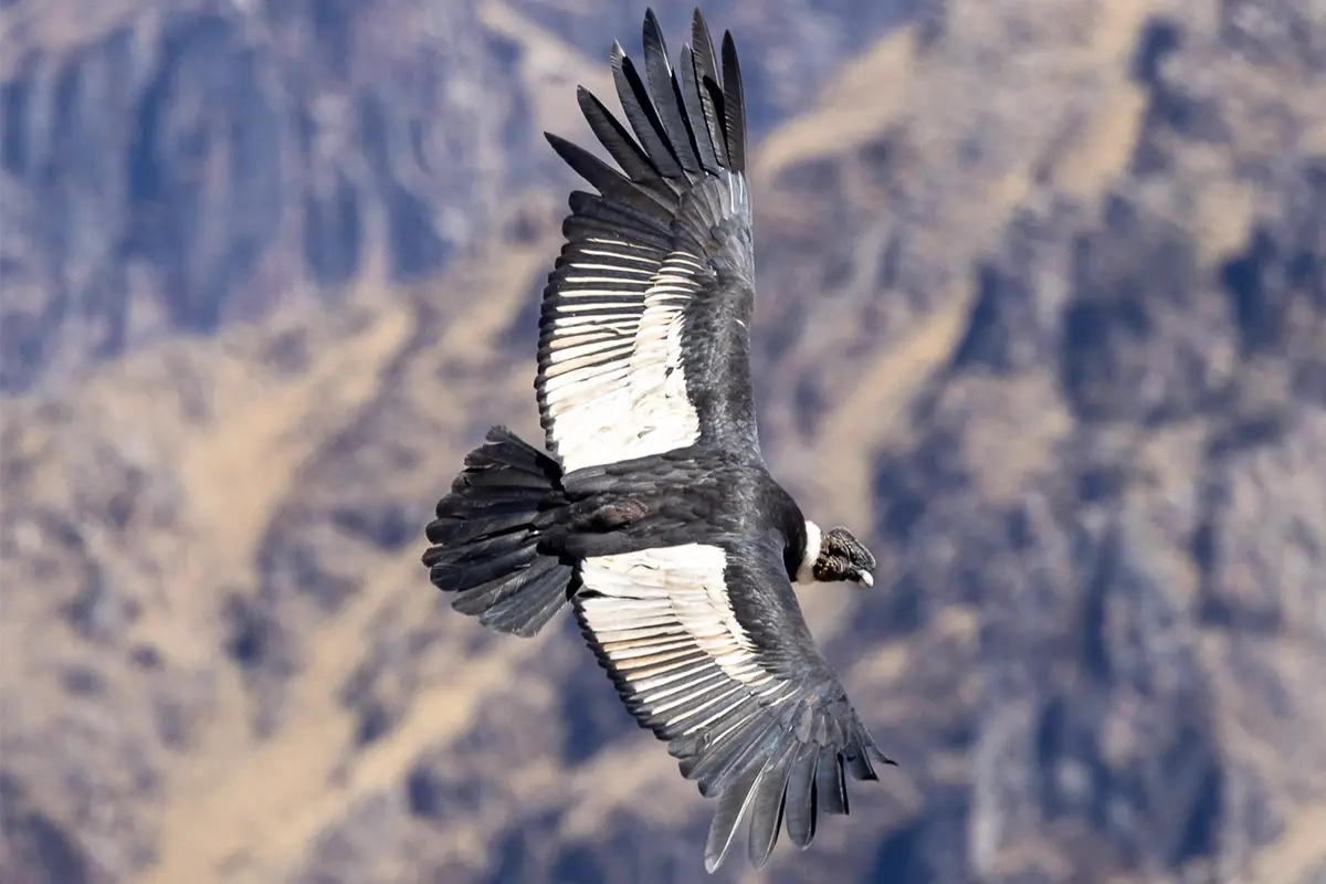 condor andes | TreXperience