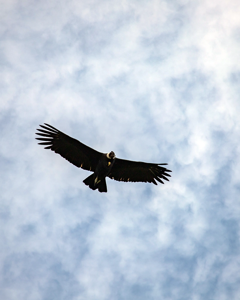 Condor en Choquequirao | TreXperience