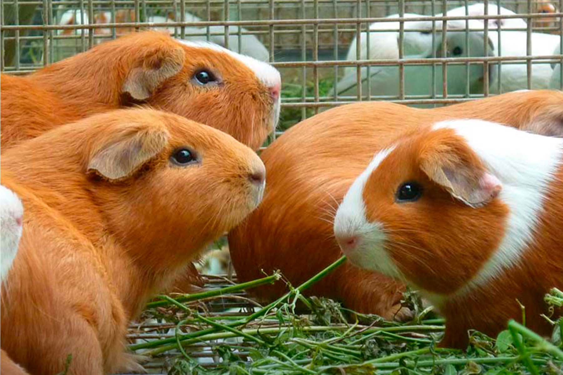 what is cuy guinea pig | TreXperience