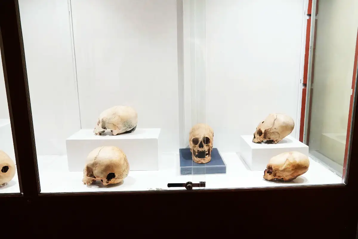 Cráneos Nazca en museo | TreXperience Cráneos Nazca en museo | TreXperience