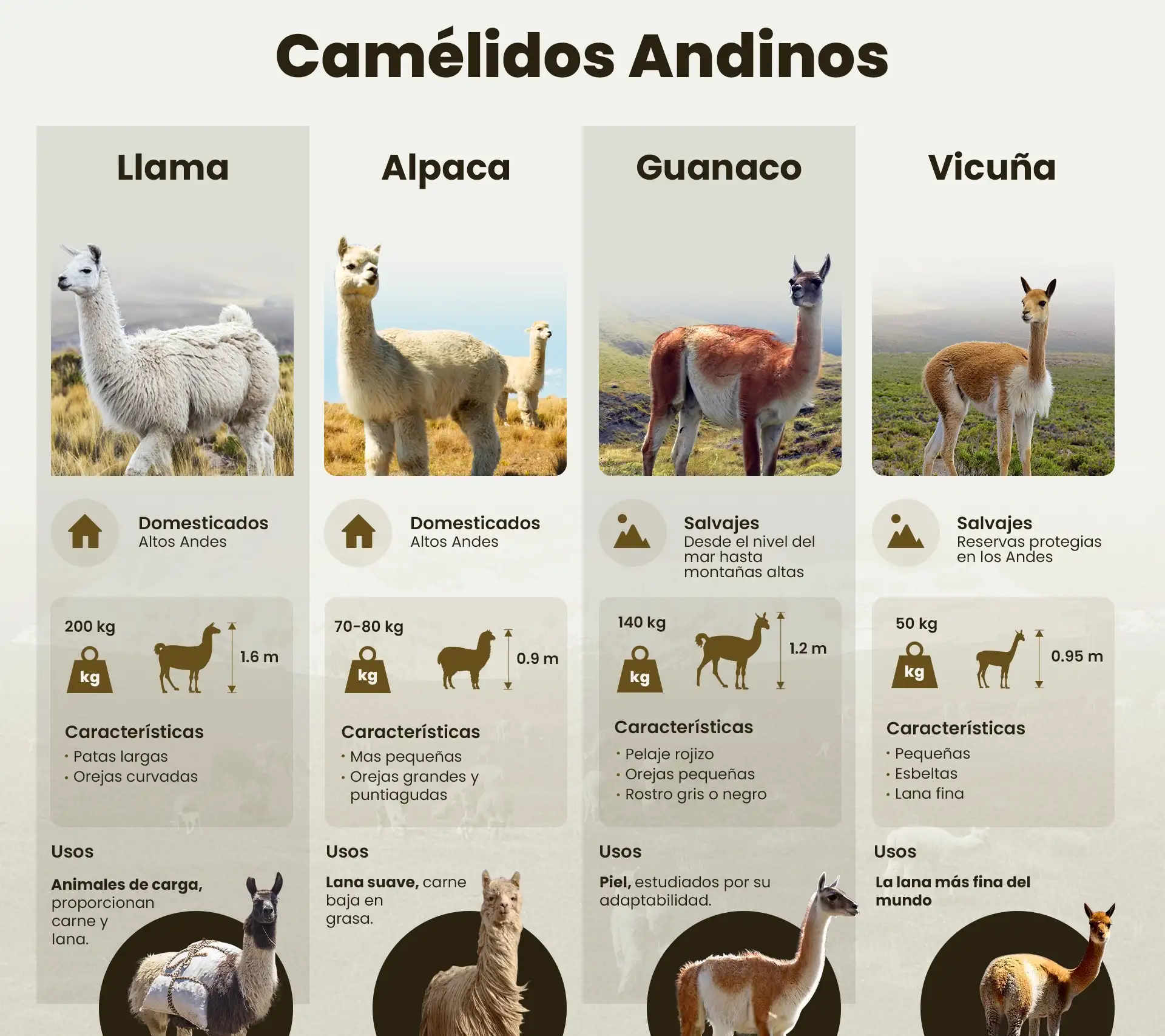 Diferencia entre la llama, alpaca, vicuña y guanaco | TreXperience