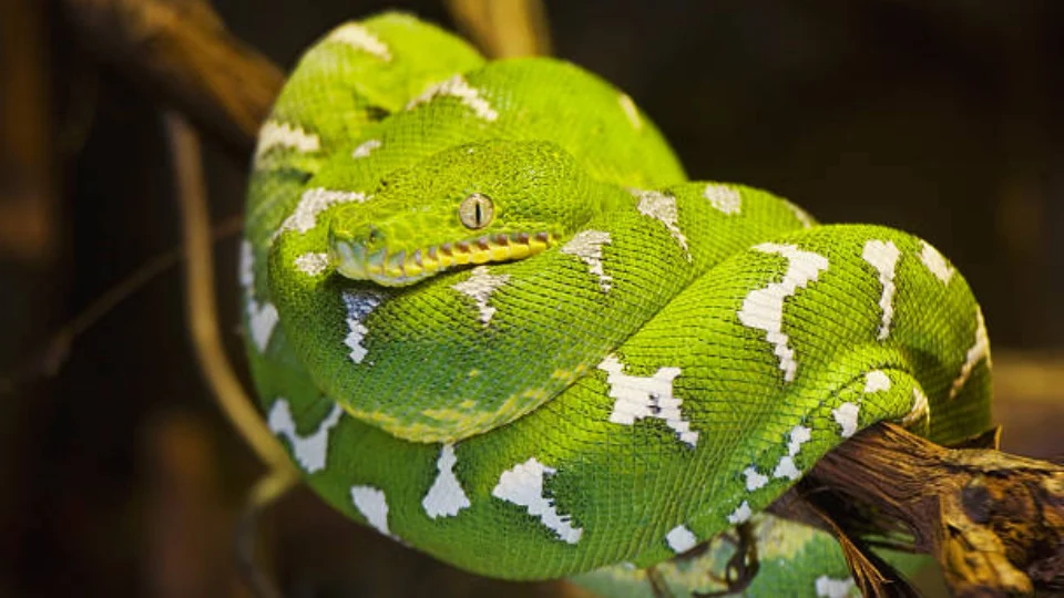 Boa esmeralda peruana | TreXperience