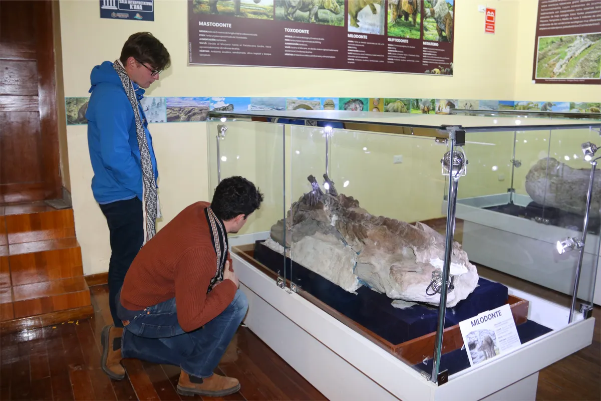 Museo de Espinar, fosil de Milodonte restos fosiles de milodonte en Espinar | TreXperience