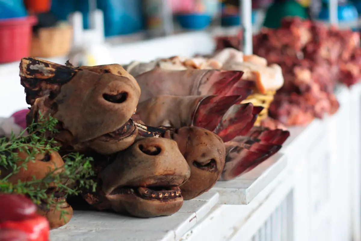 productos exoticos san pedro | TreXperience