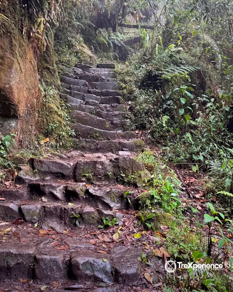 Fallen trunk in the Inca Trail to Machu Picchu Fallen trunk in the Inca Trail to Machu Picchu | TreXperience