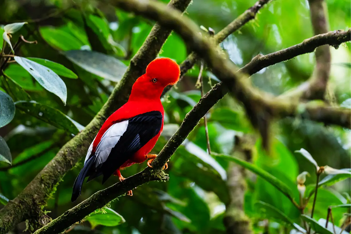 Male cock of the rock on a jungle branch | TreXperience