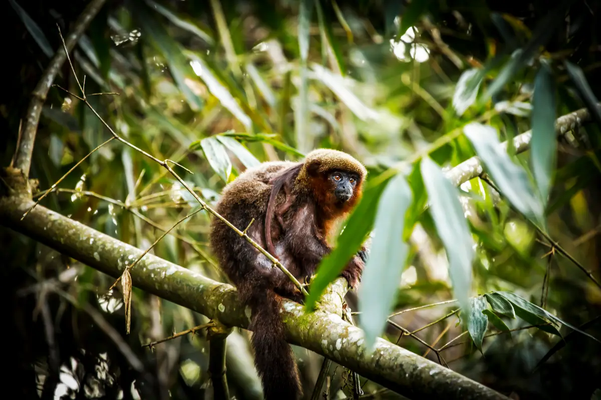 Mono tocón en la selva de Tambopata | TreXperience