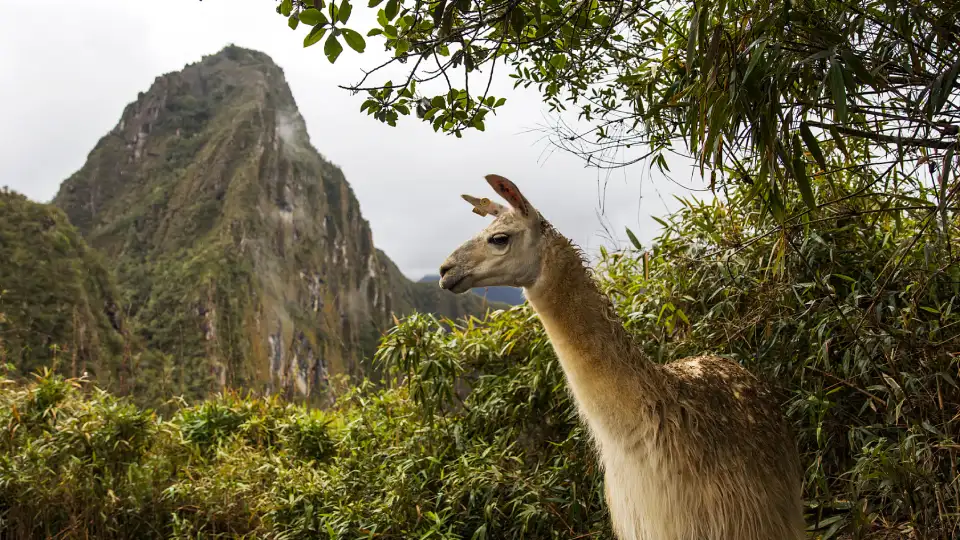 Fauna of Machu Picchu | TreXperience