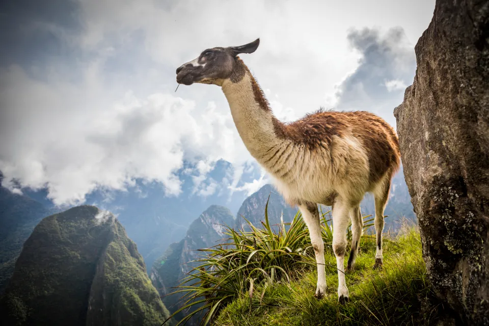 Llama in Machu Picchu | TreXperience