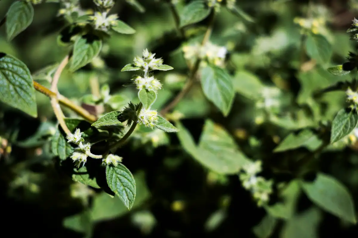 Fresh and Dried Muña Leaves | TreXperience Fresh and Dried Muña Leaves | TreXperience