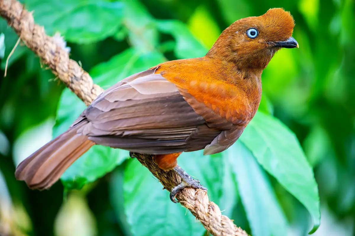 Female cock of the rock perched on a rope | TreXperience