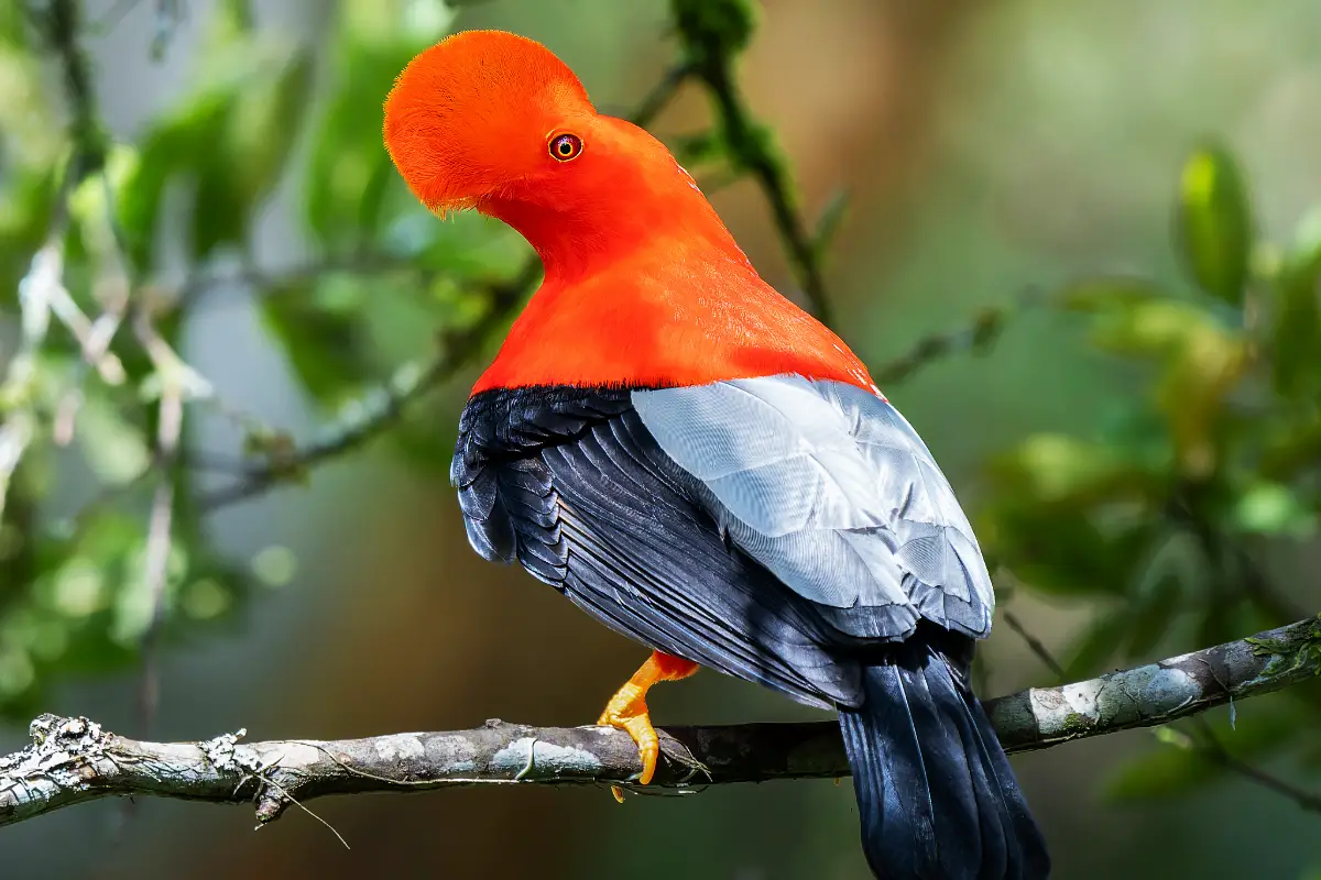 Peruvian cock-of-the-rock perched on tree branch | TreXperience