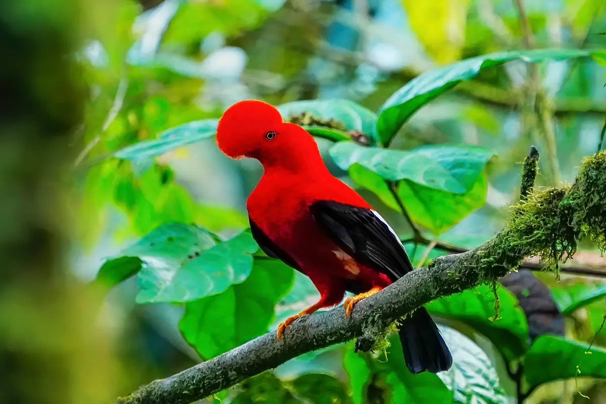 Male cock of the rock on a mossy branch | TreXperience