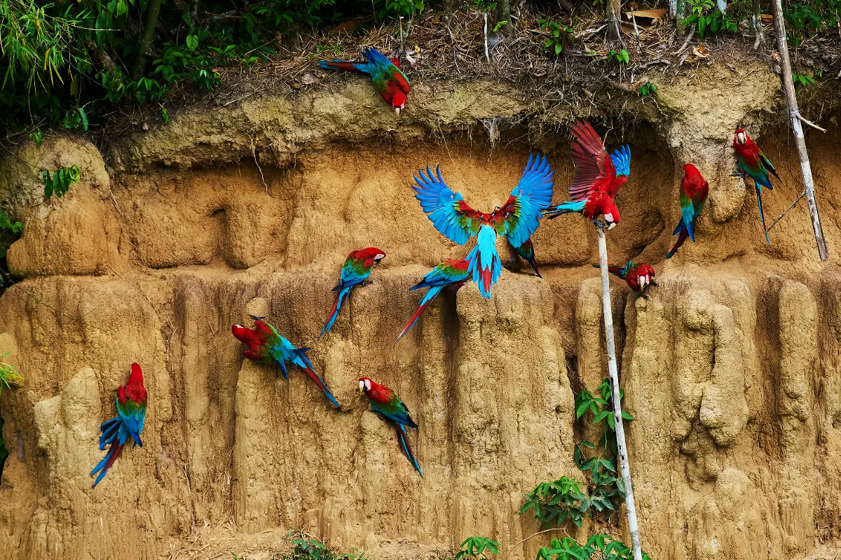 Macaws at the Tambopata Clay Lick | TreXperience Macaws at the Tambopata Clay Lick | TreXperience