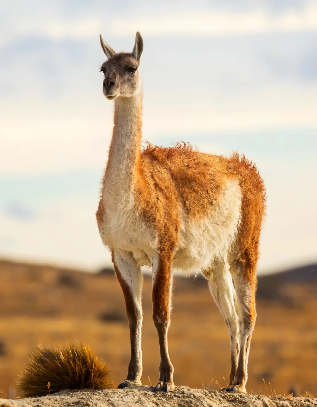 Guanaco | TreXperience