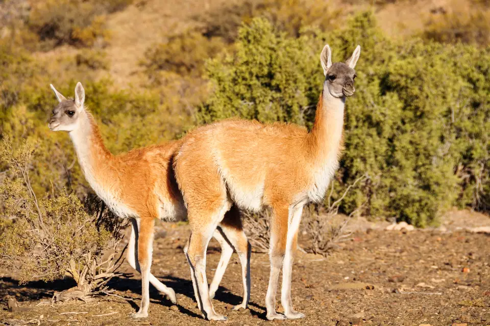 Guanacos | TreXperience