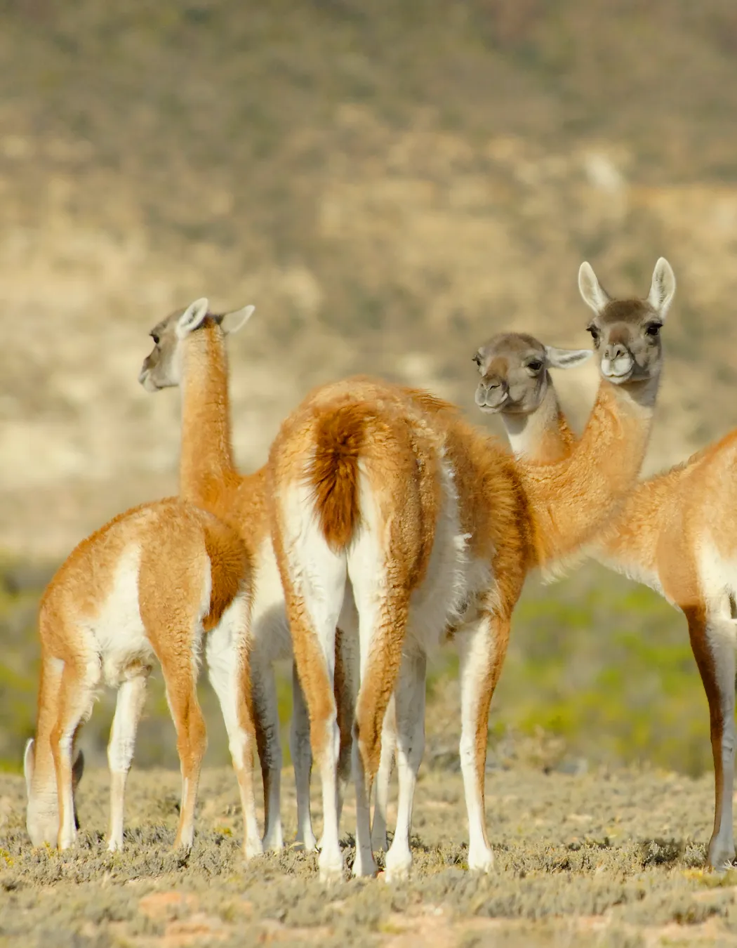 Andean camelid, guanaco | TreXperience