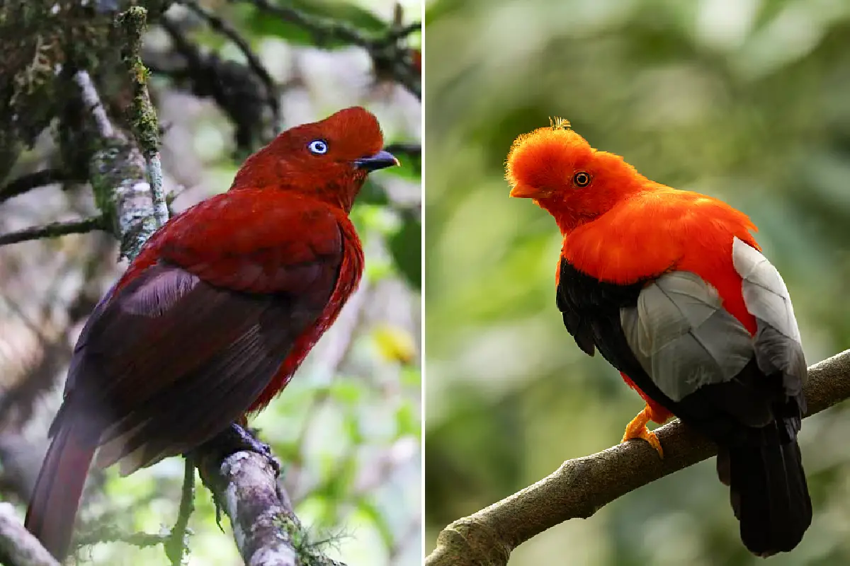 Female and male cock of the rock perched on branches | TreXperience