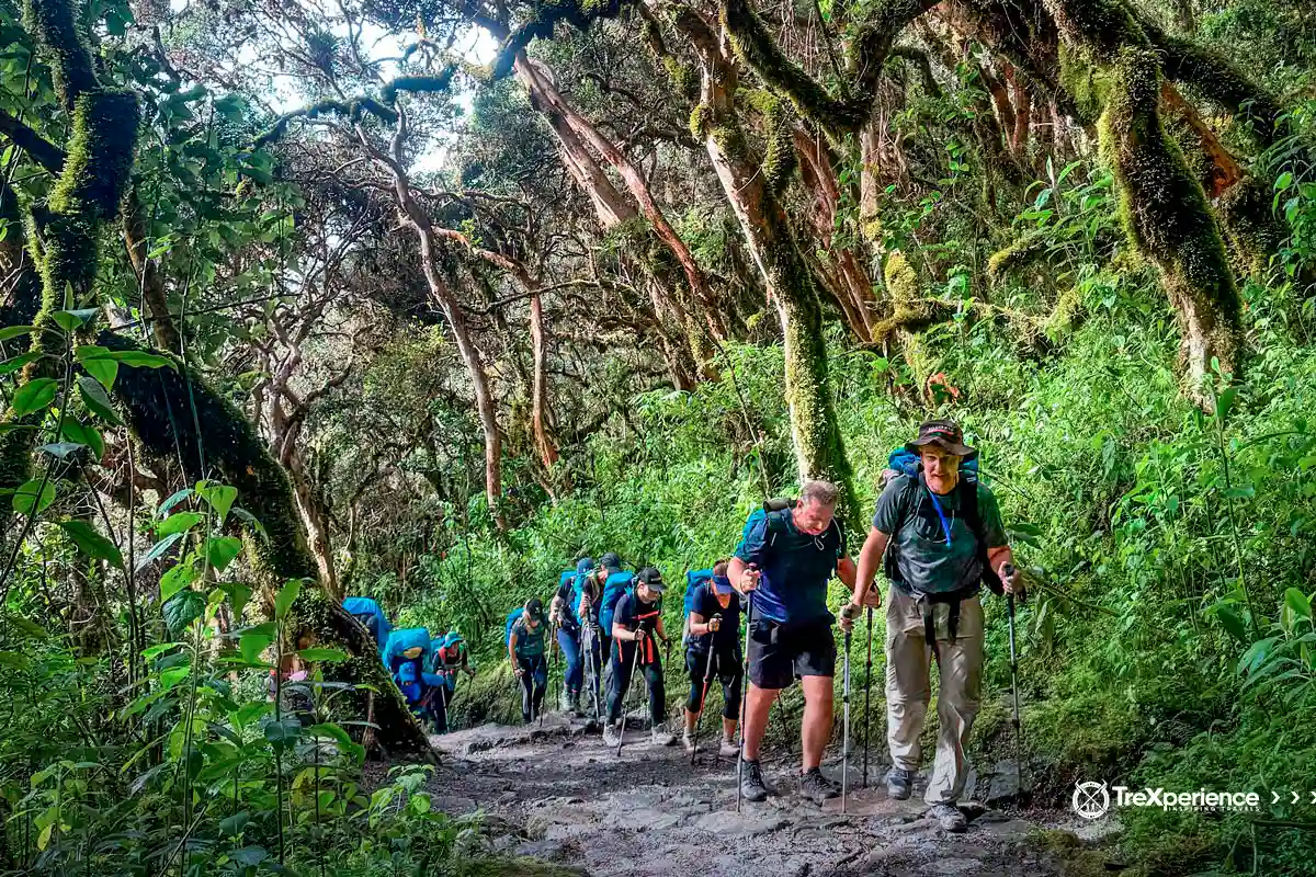 Hiking the Inca Trail in the middle of the Jungle Hiking the Inca Trail in the middle of the Jungle | TreXperience