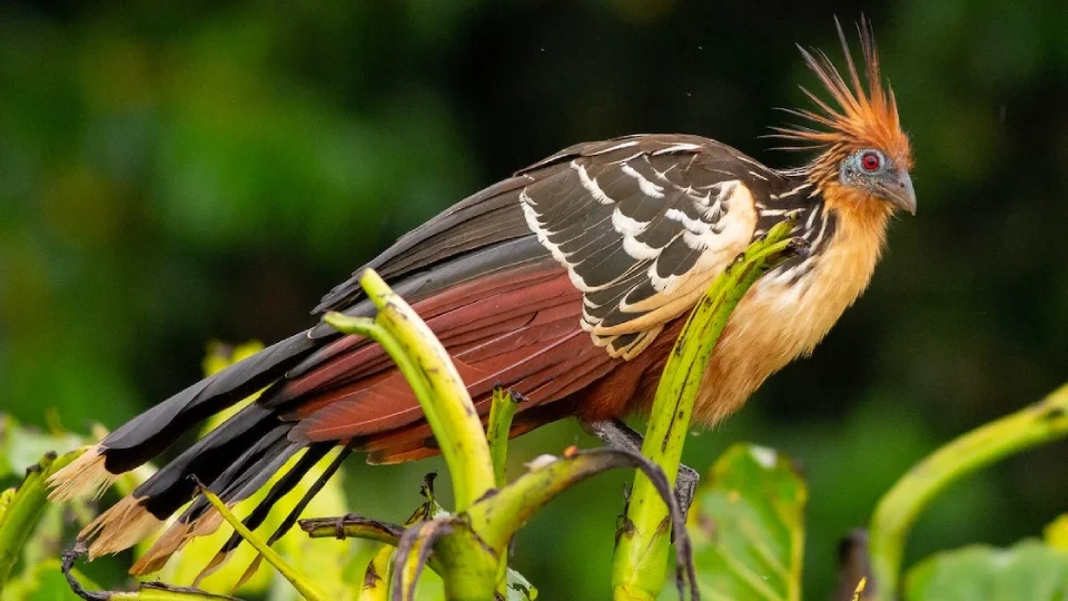 Hoatzin | TreXperience