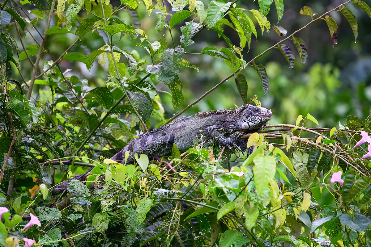 iguana amazon rainforest animals | TreXperience