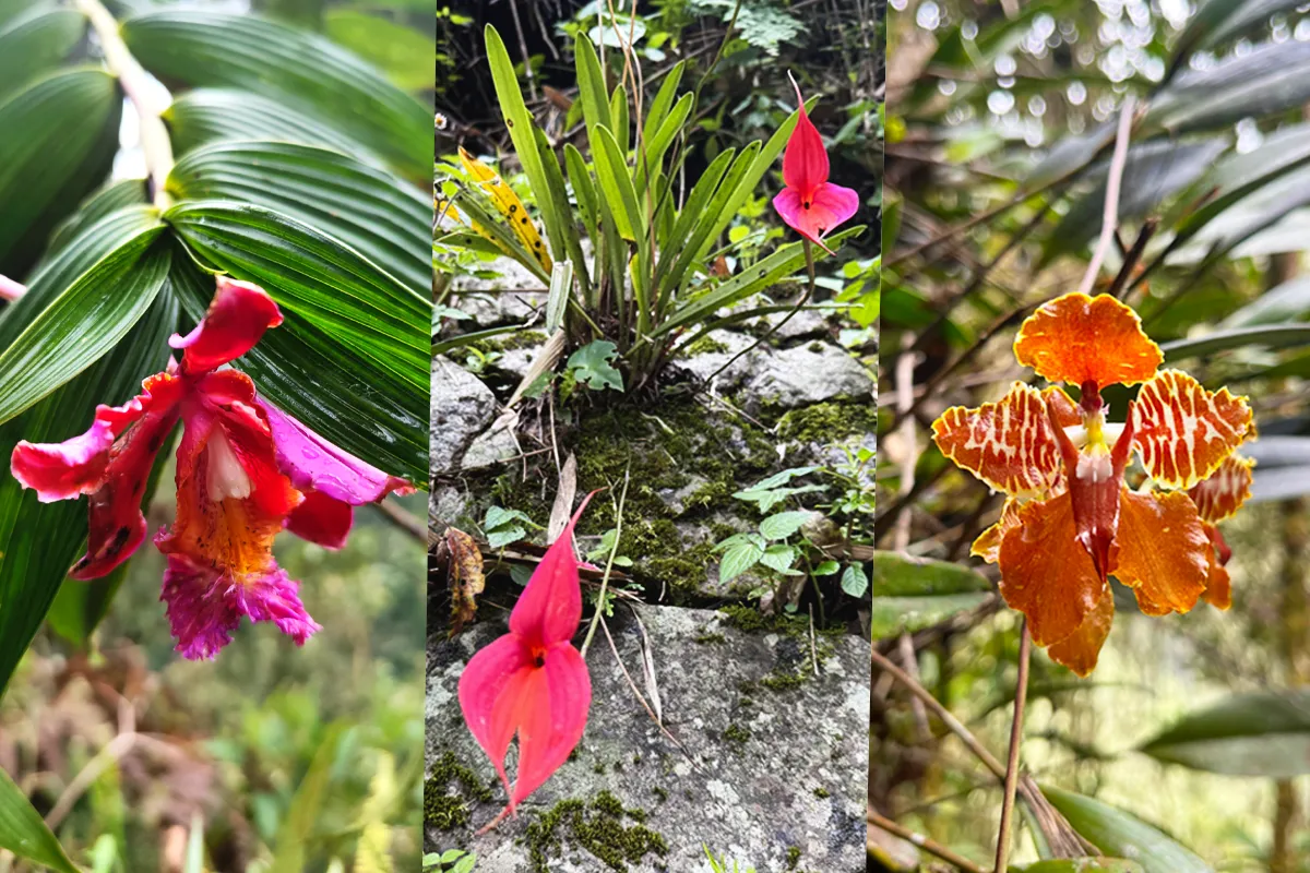 Orchids found on the Inca Trail
