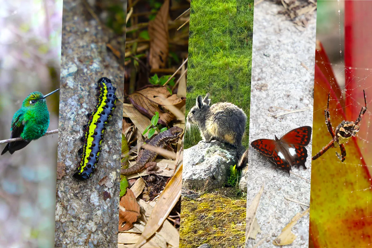Fauna de Machu Picchu | Fauna de Machu Picchu | TreXperience