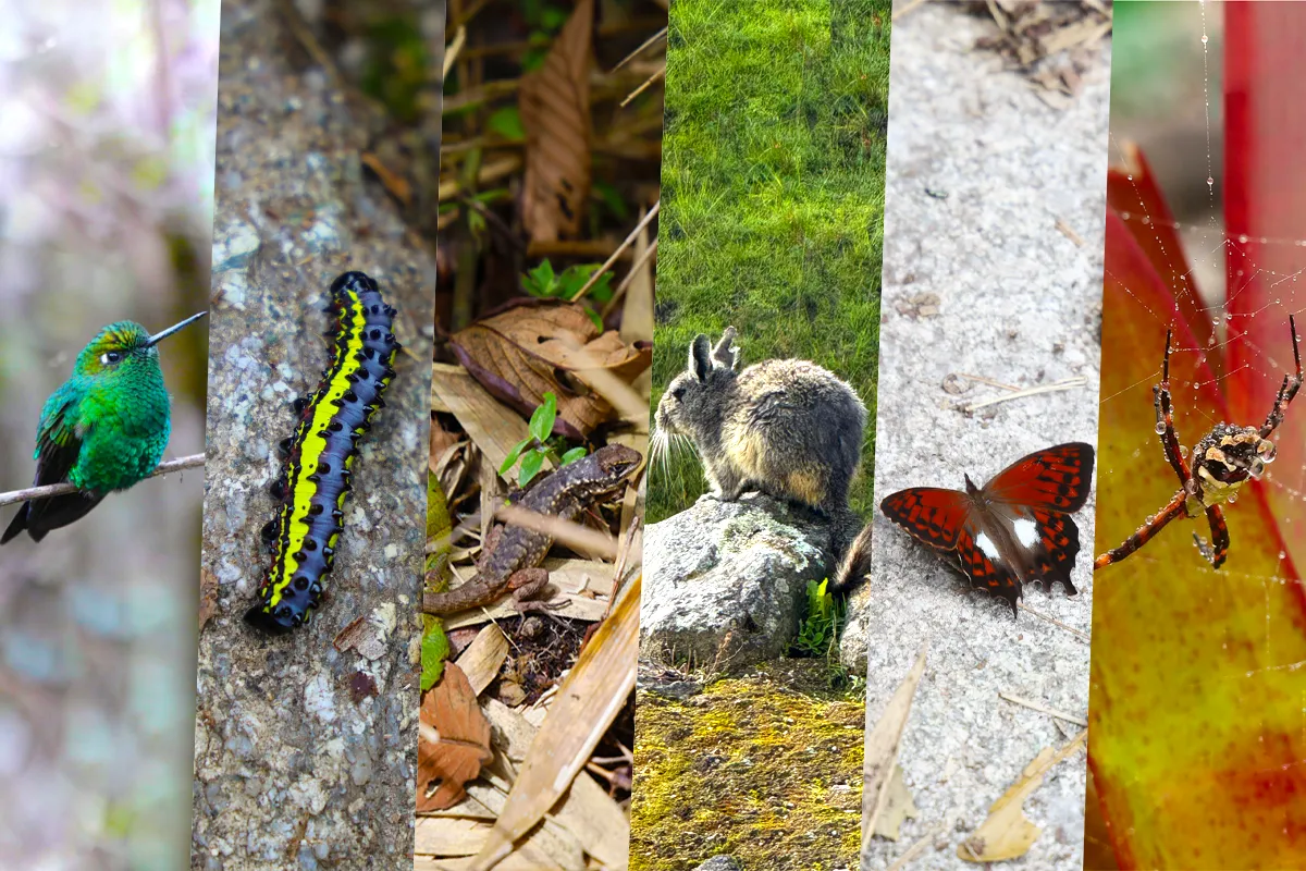 Inca trail weather wild-life in February