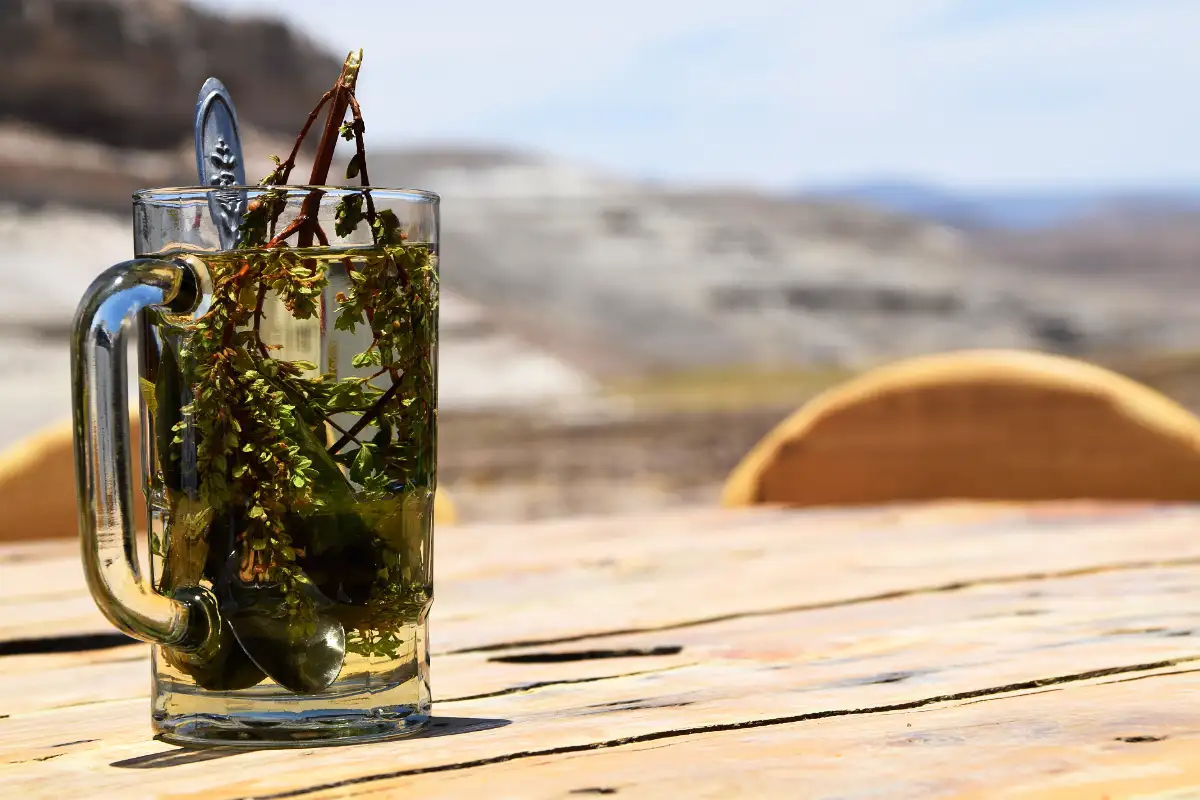 Muña Tea in the Andes | TreXperience Muña Tea in the Andes | TreXperience
