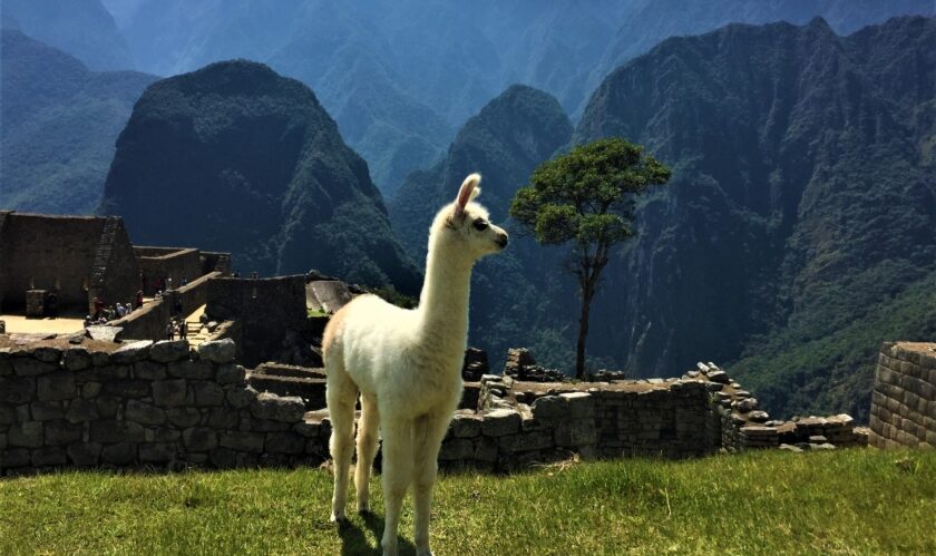Machu Picchu Llama