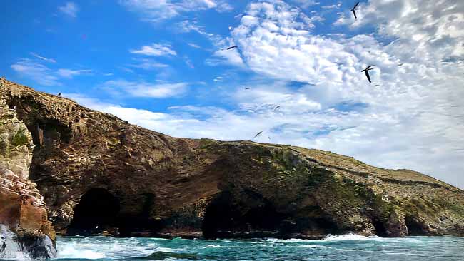 Ballestas Islands tour thigns to do in Peru | TreXperience