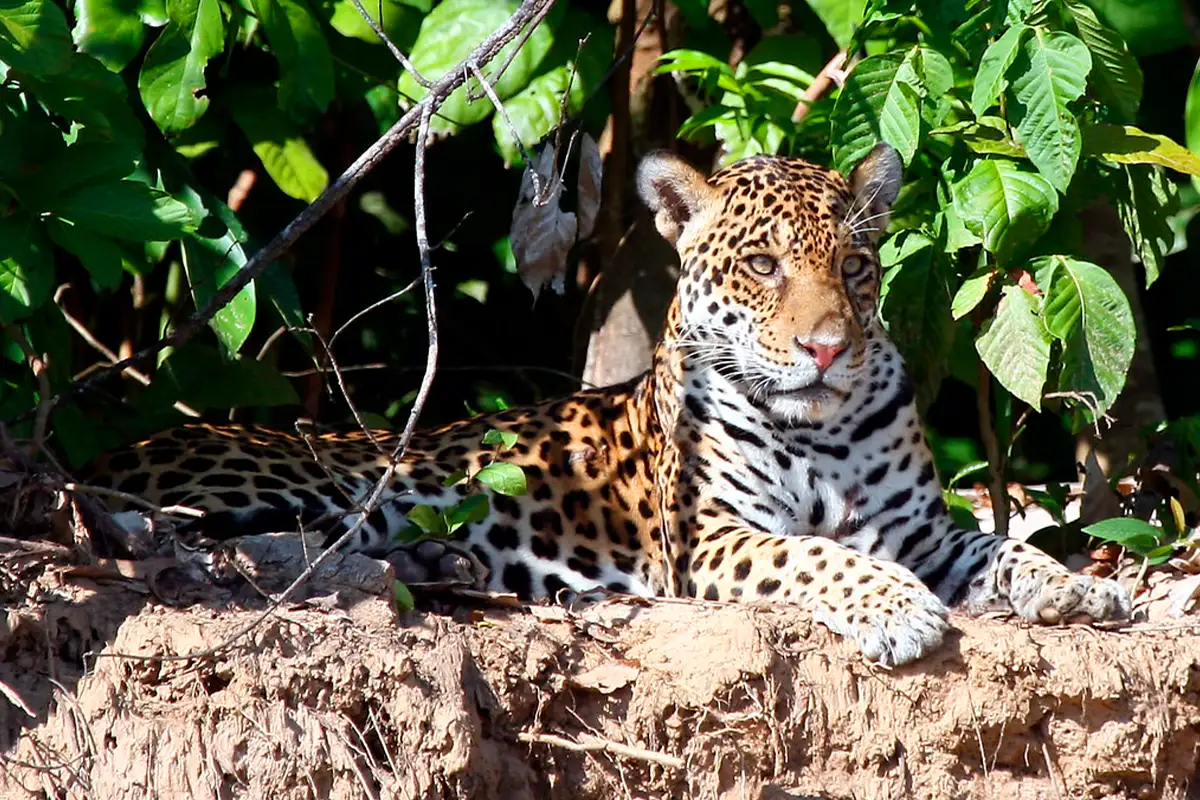 Jaguar in Manu National Park | TreXperience