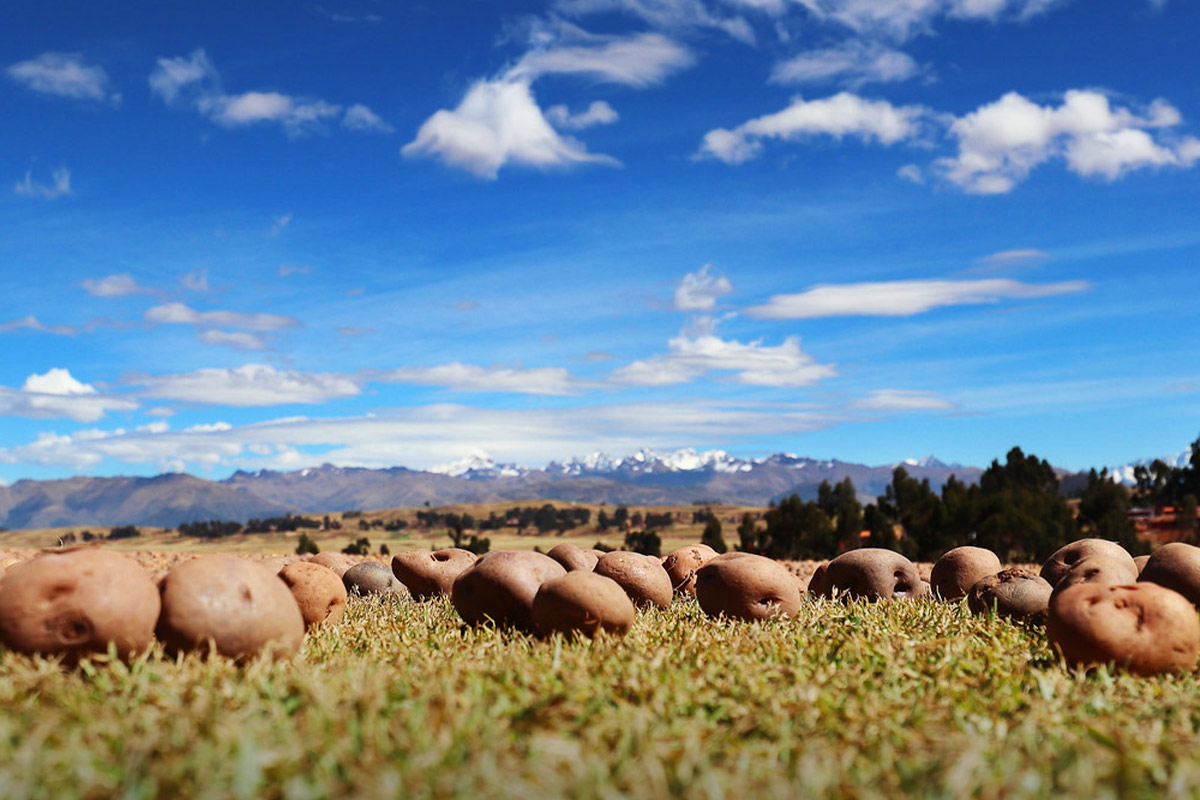 landscape peruvian potatoes | TreXperience