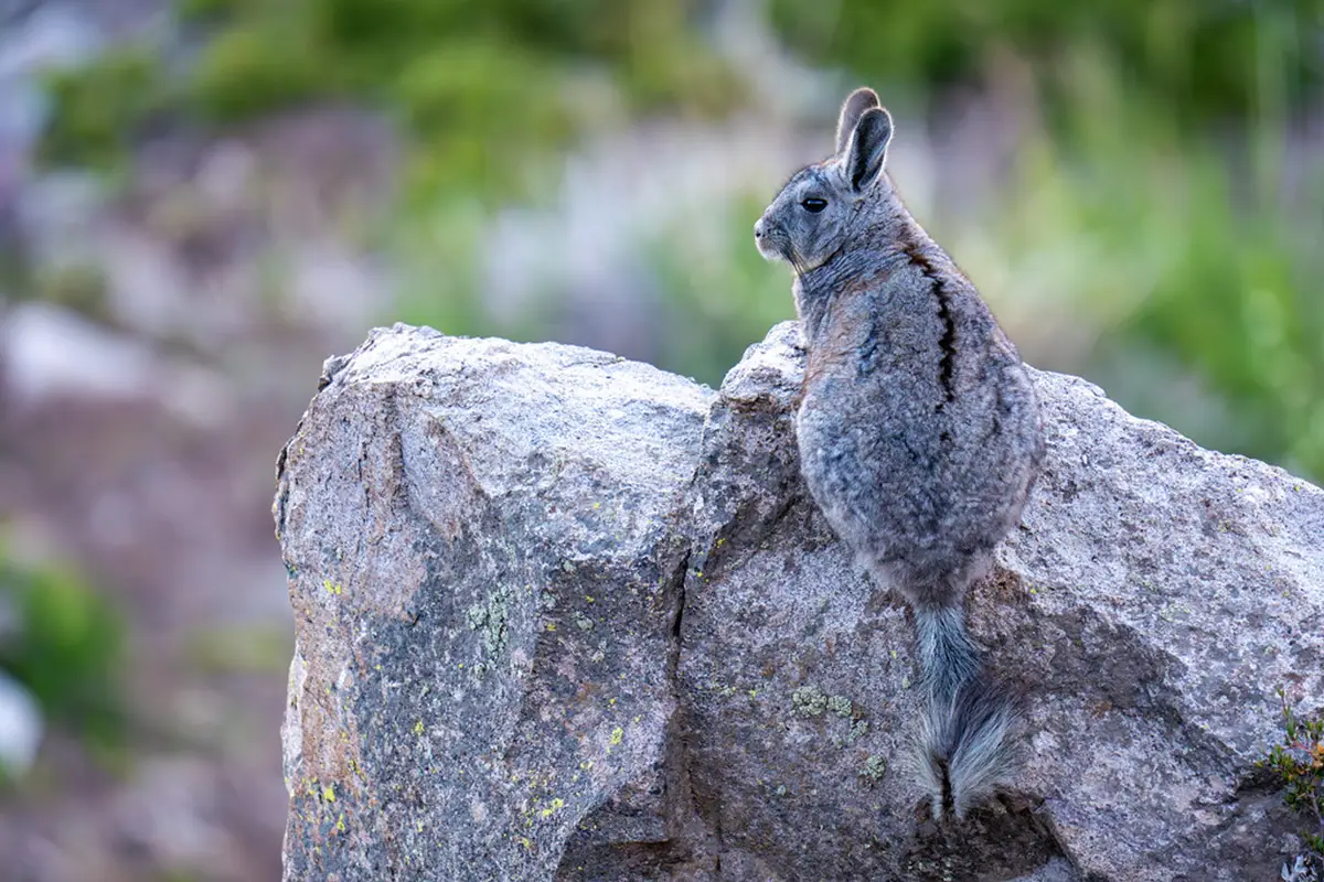 lares trek peru vizcacha | TreXperience 