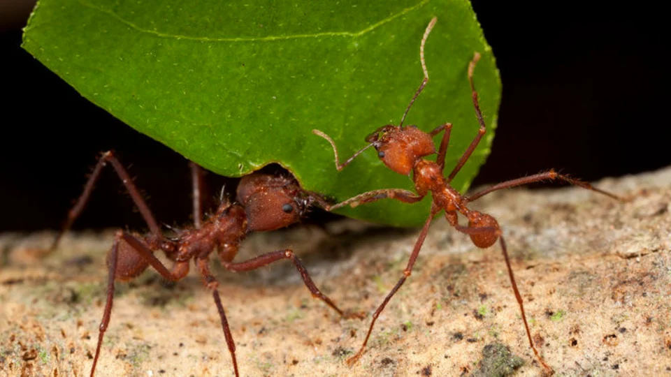 Hormiga cortadora de hojas | TreXperience